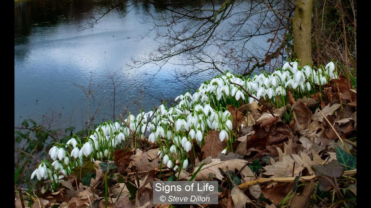 17_Signs of Life_Steve Dillon